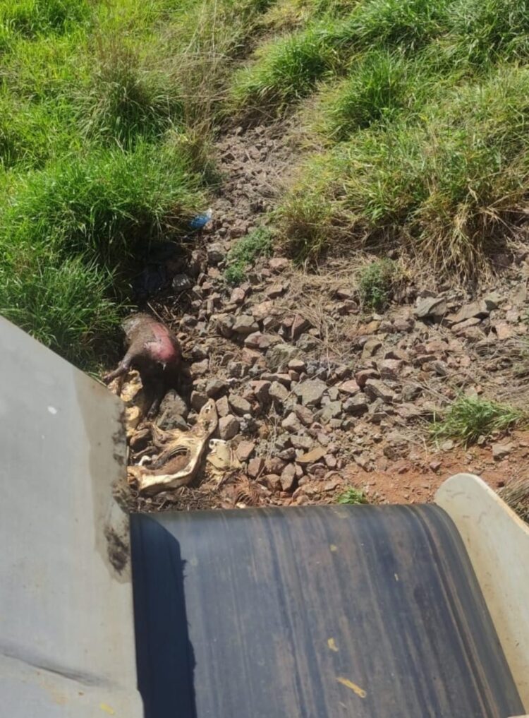 PMA autua hidrelétrica em R$ 105,5 mil por matar capivaras, tatus, tamanduá e anta na área de turbinas