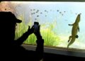 Bioparque Pantanal fecha na véspera e abre no feriado de Proclamação da República com senhas para visitas