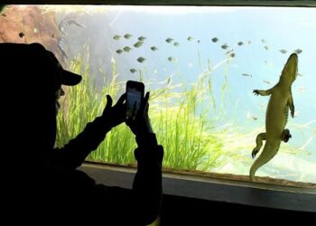 Bioparque Pantanal fecha na véspera e abre no feriado de Proclamação da República com senhas para visitas
