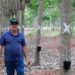 Com Senar MS, produtor rural profissionaliza gestão e supera problemas no manejo das seringueiras