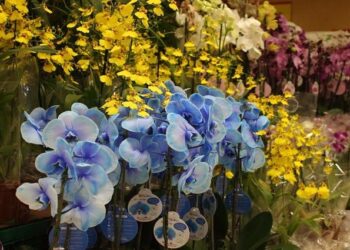 Dia dos Finados: preços das flores apresentam variação de até 500%