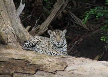 Produtor de natureza, Instituto lança campanha sobre as onças-pintadas
