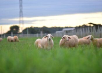 Valor do quilo do ovino vivo pago ao produtor tem aumento médio de 6% em 2022