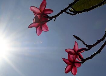Final de semana será de sol e calor de até 39°C; chuvas retornam no domingo