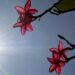 Final de semana será de sol e calor de até 39°C; chuvas retornam no domingo