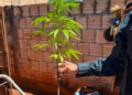 Jovem de 29 anos é preso por cultivar pé de maconha no meio da horta em MS