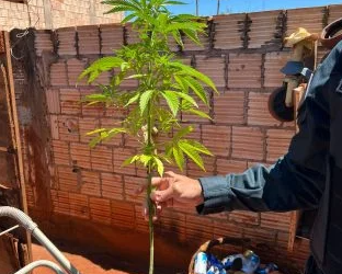 Jovem de 29 anos é preso por cultivar pé de maconha no meio da horta em MS