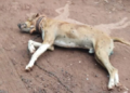 Sem “motivo algum”, homem passa por estrada e mata cachorro a tiros em MS