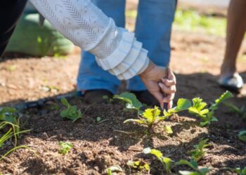 Prefeitura de Campo Grande orienta produtores para aderir ao Programa Terra Brasil