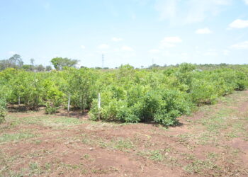 Campo Grande terá o primeiro pomar urbano de guavira do Brasil