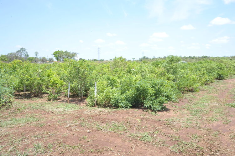 Campo Grande terá o primeiro pomar urbano de guavira do Brasil