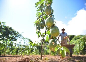 Fruticultores atendidos pela ATeG do Senar/MS comercializaram mais de R$186,7 mil em 2022