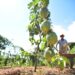 Fruticultores atendidos pela ATeG do Senar/MS comercializaram mais de R$186,7 mil em 2022