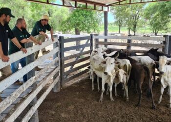 Ação inédita de MS e Paraguai recupera 230 bovinos roubados de fazenda em Corumbá