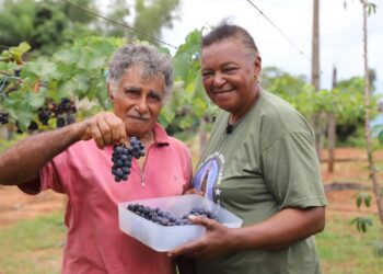 Com a orientação técnica do Senar/MS, produtores rurais de Rochedo investem no cultivo da uva no estado