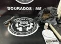 Polícia prende parte de grupo criminoso envolvido em série de mortes ocorridas em Dourados