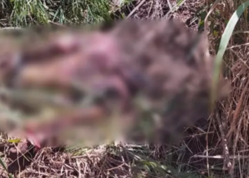 Corpo de homem em avançado estado de decomposição é encontrado em estrada vicinal