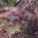 Corpo de homem em avançado estado de decomposição é encontrado em estrada vicinal