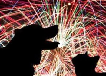 Fogos de artifício são inimigo número 1 dos cães, diz especialista