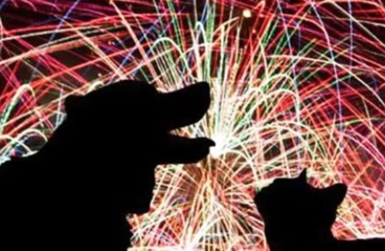 Fogos de artifício são inimigo número 1 dos cães, diz especialista