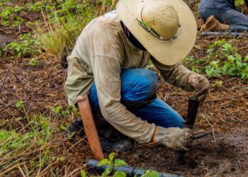 Instituto inicia plantio de mudas para recuperação de área atingida por incêndios no Pantanal
