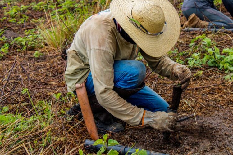 Instituto inicia plantio de mudas para recuperação de área atingida por incêndios no Pantanal
