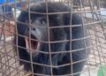 De macaco dentro do forno a onça parda no centro de Dourados, PMA resgata 5 animais silvestres por dia
