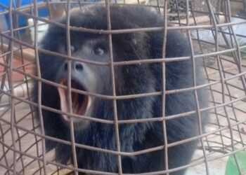 De macaco dentro do forno a onça parda no centro de Dourados, PMA resgata 5 animais silvestres por dia