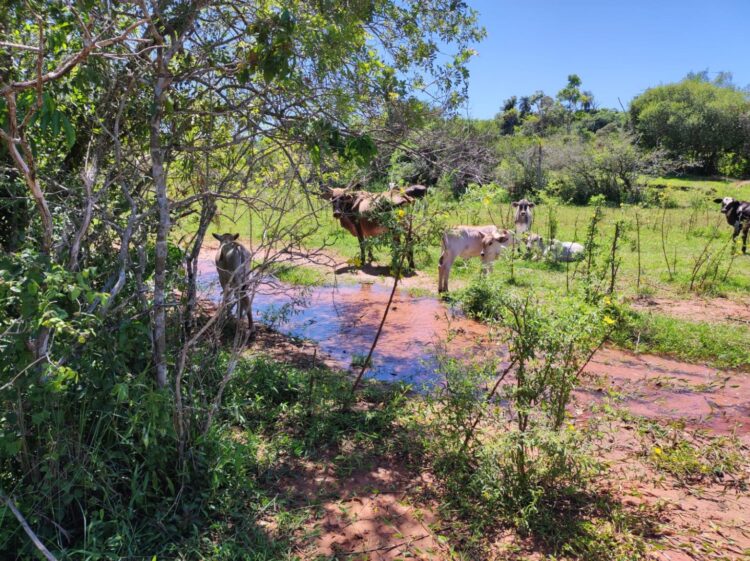 Dona de sítio é multada em R$ 5 mil por criar gado degradando área protegida