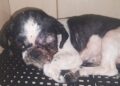 Chega a R$ 1,2 milhão multas expedidas por maus-tratos a animais em MS durante 1 ano