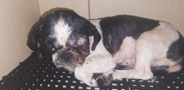 Chega a R$ 1,2 milhão multas expedidas por maus-tratos a animais em MS durante 1 ano