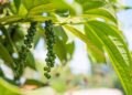 Curso gratuito do Senar/MS ensina sobre uso e cultivo da pimenta do reino