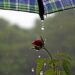 Terça-feira segue com tempo instável, com previsão de chuva em diferentes regiões