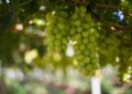 Planejamento, investimento e atenção redobrada são indispensáveis no cultivo da uva