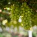 Planejamento, investimento e atenção redobrada são indispensáveis no cultivo da uva