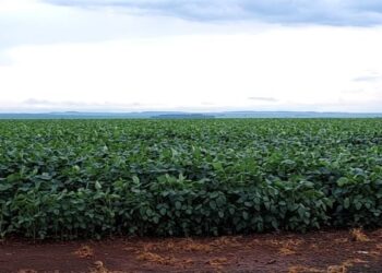 Clima favorável e expansão de áreas devem permitir safra de soja recorde em MS