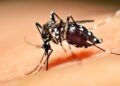 Para evitar aumento dos casos de Dengue o foco é reforçar cuidados e prevenção, dizem autoridades