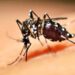 Para evitar aumento dos casos de Dengue o foco é reforçar cuidados e prevenção, dizem autoridades