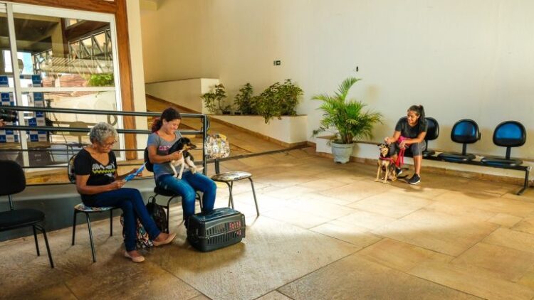 Prefeitura abre 600 vagas para castração de animais na Capital