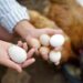 Consumo interno e tecnificação alavancam produção de aves e ovos em MS
