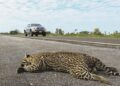 Manter a velocidade permitida em rodovias pode evitar o atropelamento de animais, alerta PMA