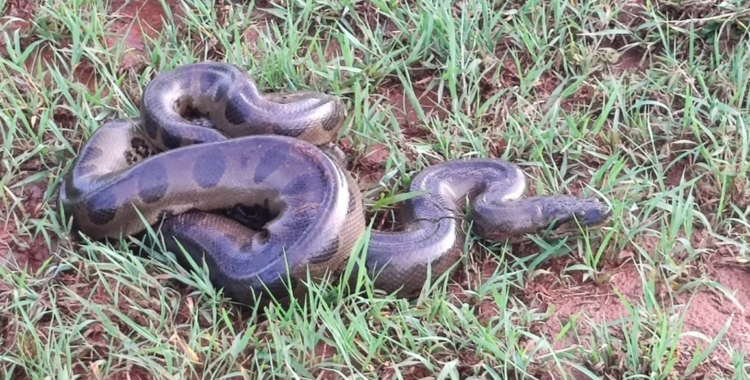 Sucuri de quatro metros é encontrada perto de residência em MS