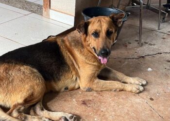 Trabalhadores da Agehab procuram donos de cadelinha que apareceu no lugar pela manhã