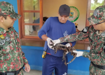 Lagarto é resgatado pela PMA quase morrendo envolto de piche de asfalto em MS