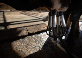 Mato Grosso do Sul: Valor do litro do leite cresce 5,15% em janeiro de 2023