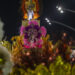 Mocidade Alegre é a campeã do Carnaval de São Paulo