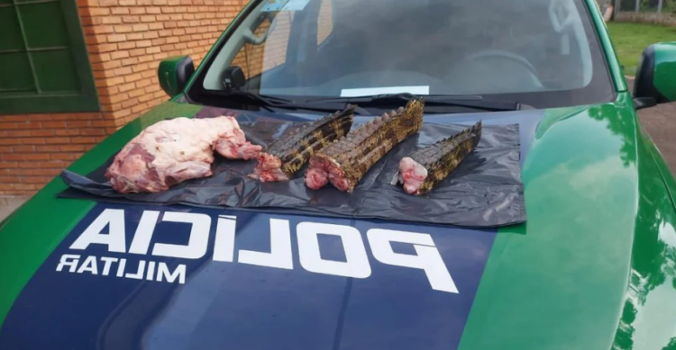 Campo-grandenses são presos com 3 jacarés e 1 quati abatidos, pistola, rifle e munições