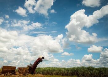 Boletim Sucroenergético traz potencial produtivo e capacidade de moagem para cana em MS
