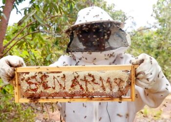 Com manejo correto e gerenciamento profissional, apicultor transforma produção de mel em Sidrolândia