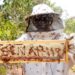 Com manejo correto e gerenciamento profissional, apicultor transforma produção de mel em Sidrolândia